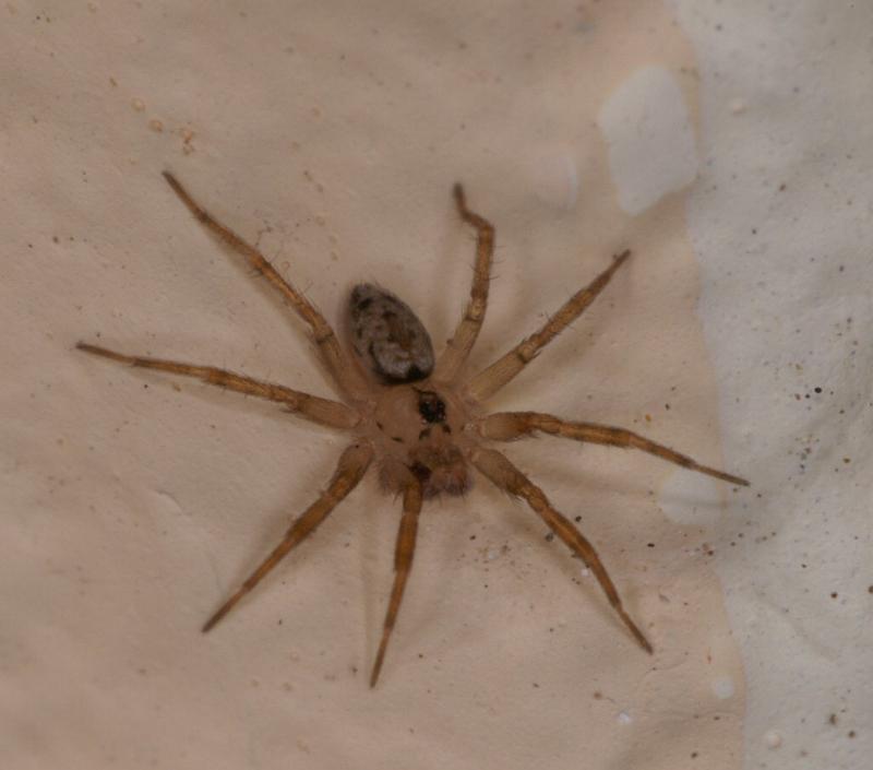 Oecobius_annulipes_D3218_Z_88_Valle Gran Rey_Spanje.jpg
